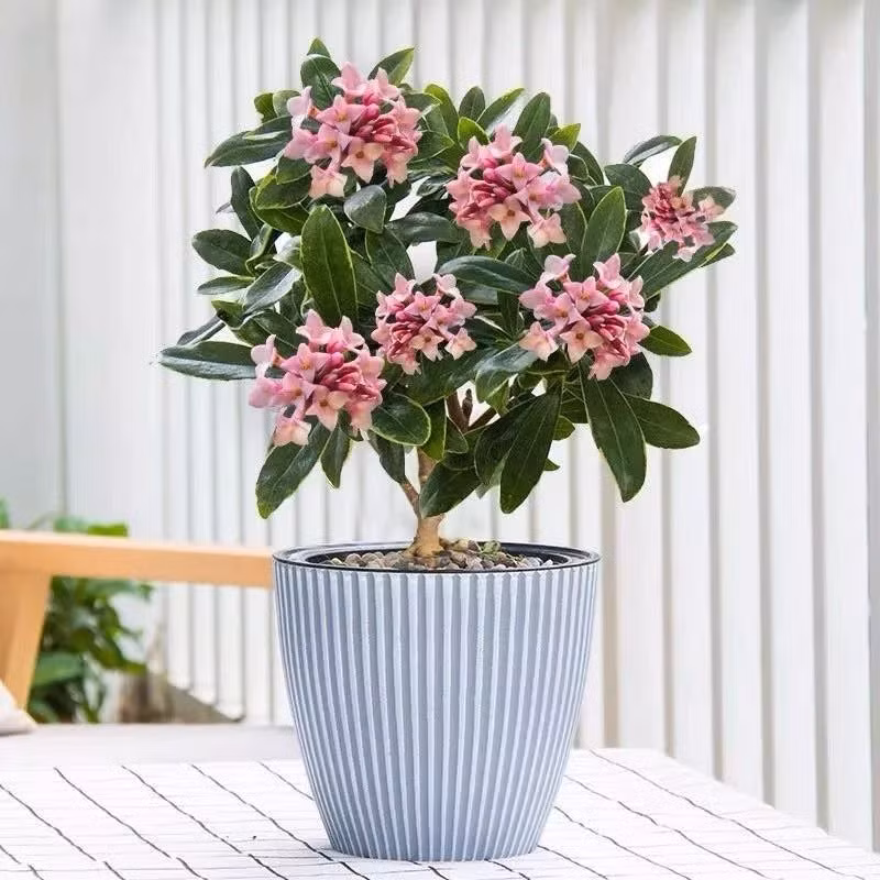 3. Cây cảnh: Thụy hương. Thụy hương (còn gọi là bồng lai tử, phong lưu thụ, tên tiếng Anh là Daphne odora) là cây cảnh có thể tỏa ra hương thơm ngát. Chúng có ý nghĩa phong thủy về tài lộc và thịnh vượng. Ảnh minh họa SH 