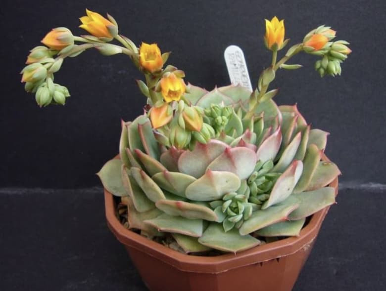 Nguyên nhân chính khiến cây mọng nước ra hoa không phải là dấu hiệu tốt là vì việc ra hoa tiêu tốn nhiều chất dinh dưỡng và năng lượng, dẫn đến cây phát triển chậm, lá nhỏ hơn và mất hình dáng. ‌