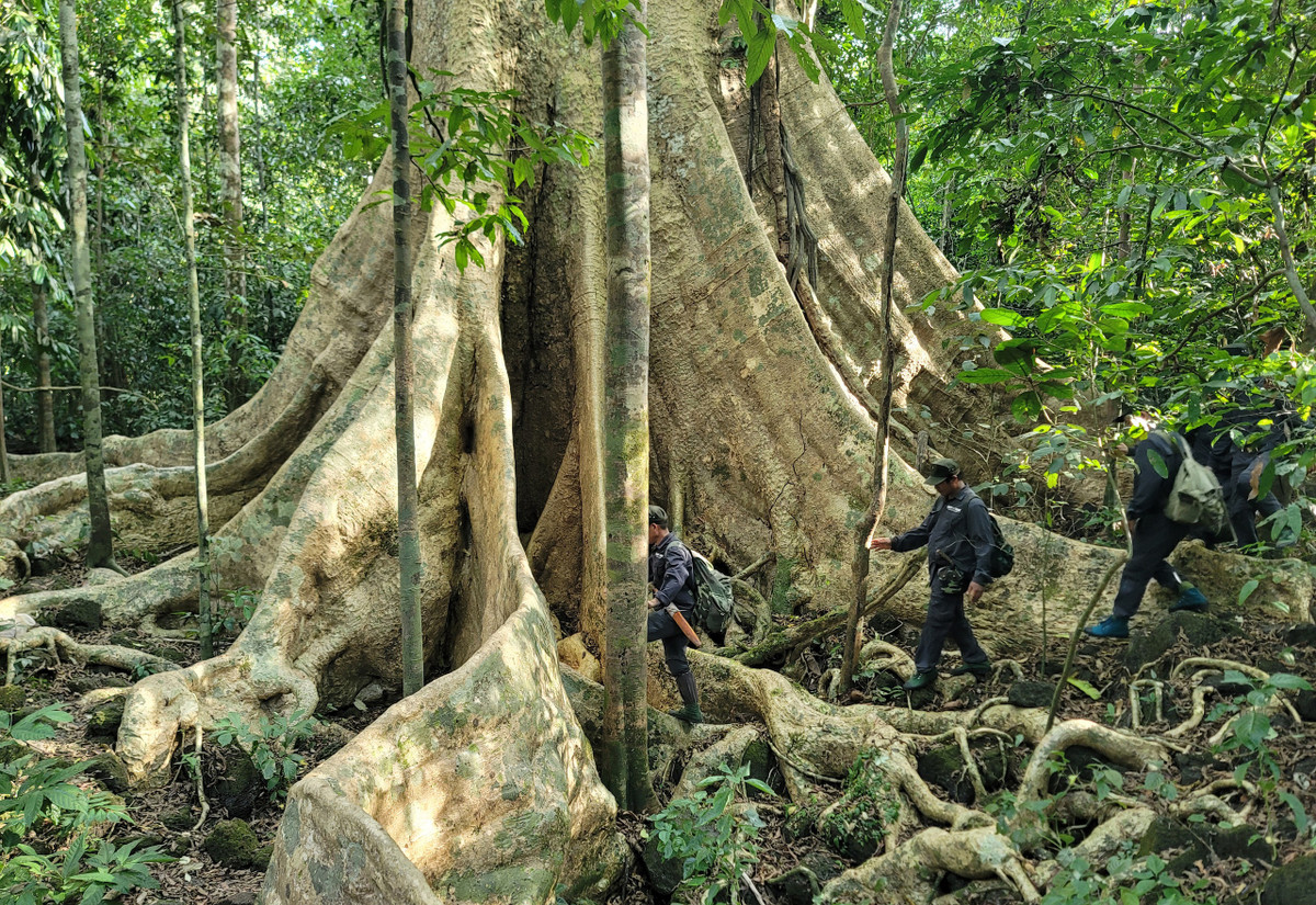 Cây tung 400 tuổi tại Vườn Quốc gia Cát Tiên không chỉ là một kỳ quan thiên nhiên mà còn là chứng nhân của sự bền vững và đa dạng sinh học của rừng nhiệt đới Việt Nam. Việc bảo tồn và tôn vinh cây tung cổ thụ này không chỉ giúp bảo vệ một phần di sản thiên nhiên quý giá, mà còn là lời nhắc nhở về trách nhiệm của chúng ta trong việc bảo vệ môi trường và gìn giữ vẻ đẹp tự nhiên cho các thế hệ tương lai. (Ảnh: Dân việt) 