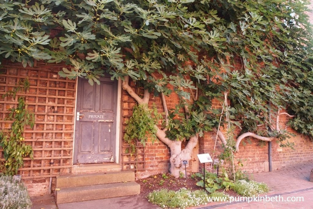  Đặc điểm nhận biết của loại cây này là lá có bản to, xẻ rãnh, gần giống với lá đu đủ. Ngoài ra, lá sung mỹ cũng không thể ăn sống và trái sung mọc từ nách lá chứ không mọc thành chùm như sung ta. Ảnh minh họa pumpkinbeth