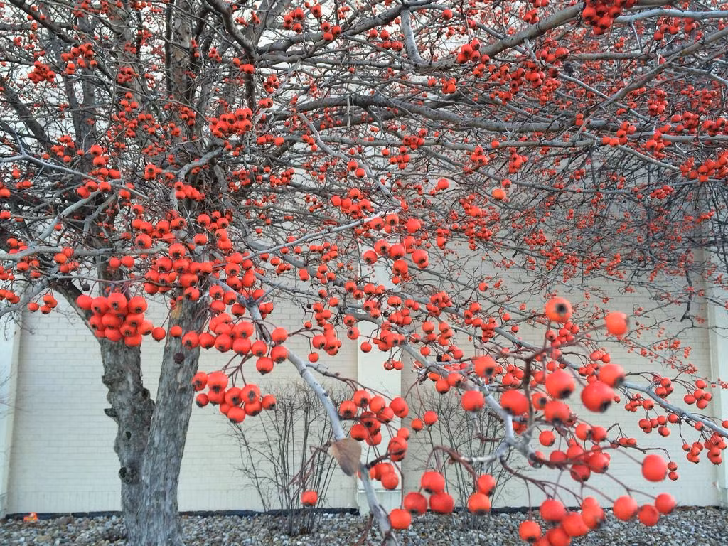  5. Cây cảnh: Táo gai. Táo gai có tên khoa học là Crataegus pinnatifida Bunge, khi quả chín, trên cành phủ đầy quả màu đỏ trông rất lễ hội và đẹp mắt. Ý nghĩa của nó là sự may mắn và tình yêu hạnh phúc. Ảnh minh họa Toutiao 