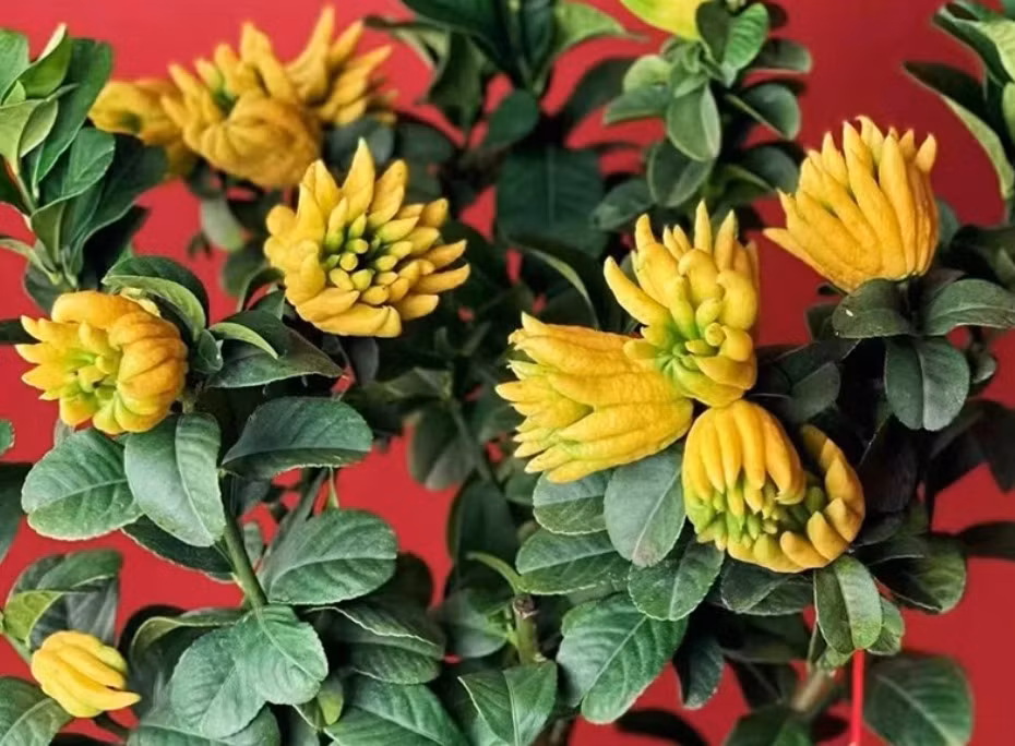  Khi chín, quả có màu vàng, sáng bóng, có hình dáng giống bàn tay con người, mang đến cho con người nhiều biểu cảm và cảm giác thú vị. Thời gian ra hoa của cây cảnh này đặc biệt dài, từ mùa xuân đến mùa hè. 