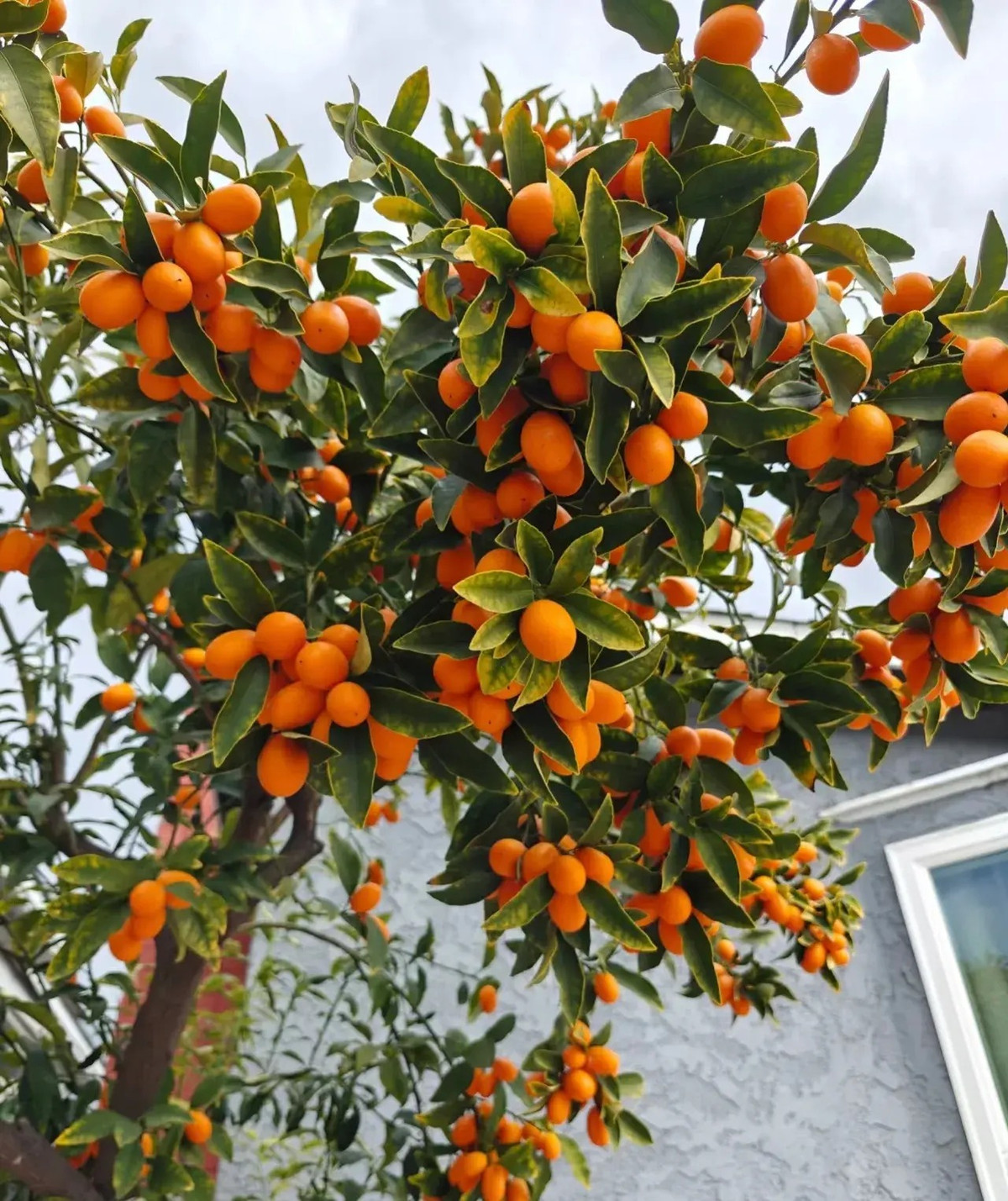  Cây cảnh cho nhiều quả chua ngọt, treo trên cành rất lâu, bạn có thể để cả cây trĩu quả làm cảnh rất bắt mắt. Cây cảnh không chỉ bề thế mà còn trĩu quả vàng óng, hình thức cực kỳ đẹp mắt. Ảnh minh họa Toutiao