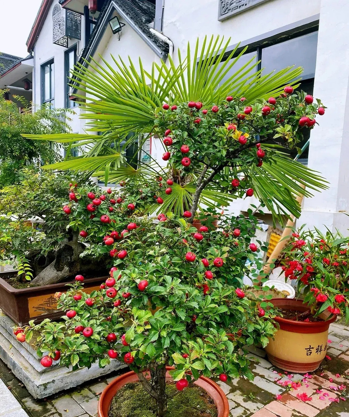  Màu đỏ của quả táo gai đặc biệt đẹp, nhìn đặc biệt sung túc, có ý nghĩa tài lộc, bội thu được mọi người đặc biệt thích. Cây cảnh táo gai có chức năng làm đẹp và xanh môi trường rất tốt. Trái cây có thể bám lâu trên cành hơn nữa táo gai có khả năng hấp thụ mạnh và chống lại chất độc hại như sulfur dioxide. Ảnh minh họa Toutiao 