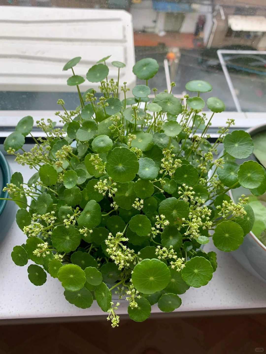  Nguyên nhân chính khiến cỏ tiền đồng ra hoa không được coi là điềm tốt là do việc ra hoa tiêu tốn nhiều chất dinh dưỡng khiến lá nhỏ đi và ảnh hưởng đến sự phát triển bình thường của cây. ‌Ảnh minh họa Toutiao