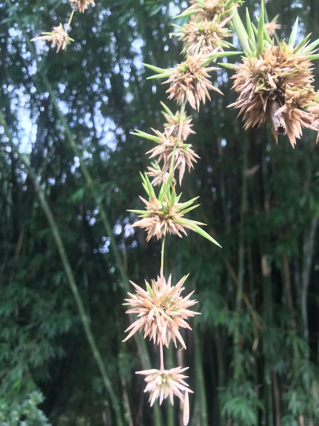 Vì vậy trong nhiều trường hợp tre nở hoa là điềm xấu, bạn phải nhanh chóng chặt bỏ những cây tre này, vì khi hoa tàn cũng là lúc tre chết, ảnh hưởng đến những cây tre khác và làm hao hụt tài lộc của gia đình.‌ Ảnh minh họa Toutiao