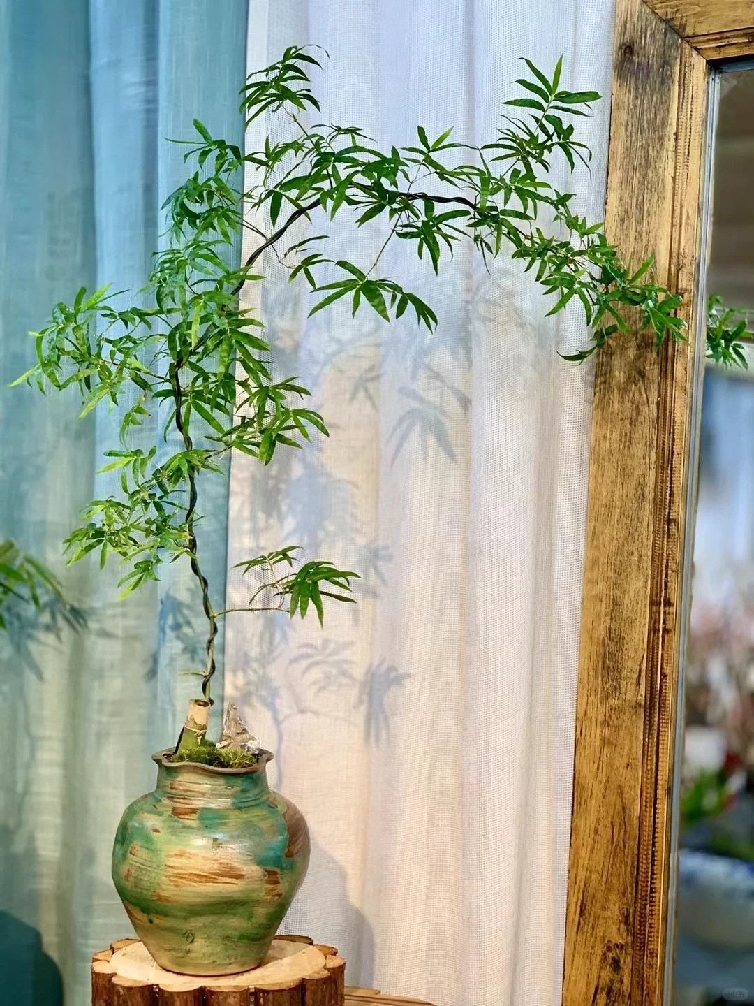  3. Người xưa nói: Tre ra hoa vận may bị ảnh hưởng. Tre không chỉ được sử dụng với mục đích làm cảnh mà chúng còn là loại cây có ý nghĩa phong thủy tốt và được nhiều gia đình chọn làm cây cảnh trồng trong nhà. Theo người xưa, tre là biểu tượng của sự bền vững, sức mạnh và tuổi thọ. 