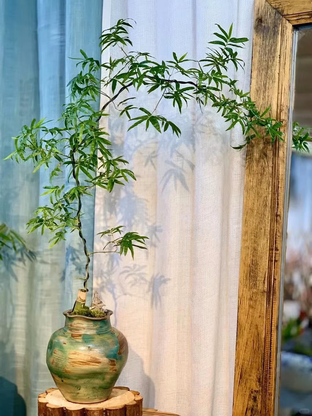  3. Người xưa nói: Tre ra hoa vận may bị ảnh hưởng. Tre không chỉ được sử dụng với mục đích làm cảnh mà chúng còn là loại cây có ý nghĩa phong thủy tốt và được nhiều gia đình chọn làm cây cảnh trồng trong nhà. Theo người xưa, tre là biểu tượng của sự bền vững, sức mạnh và tuổi thọ. 