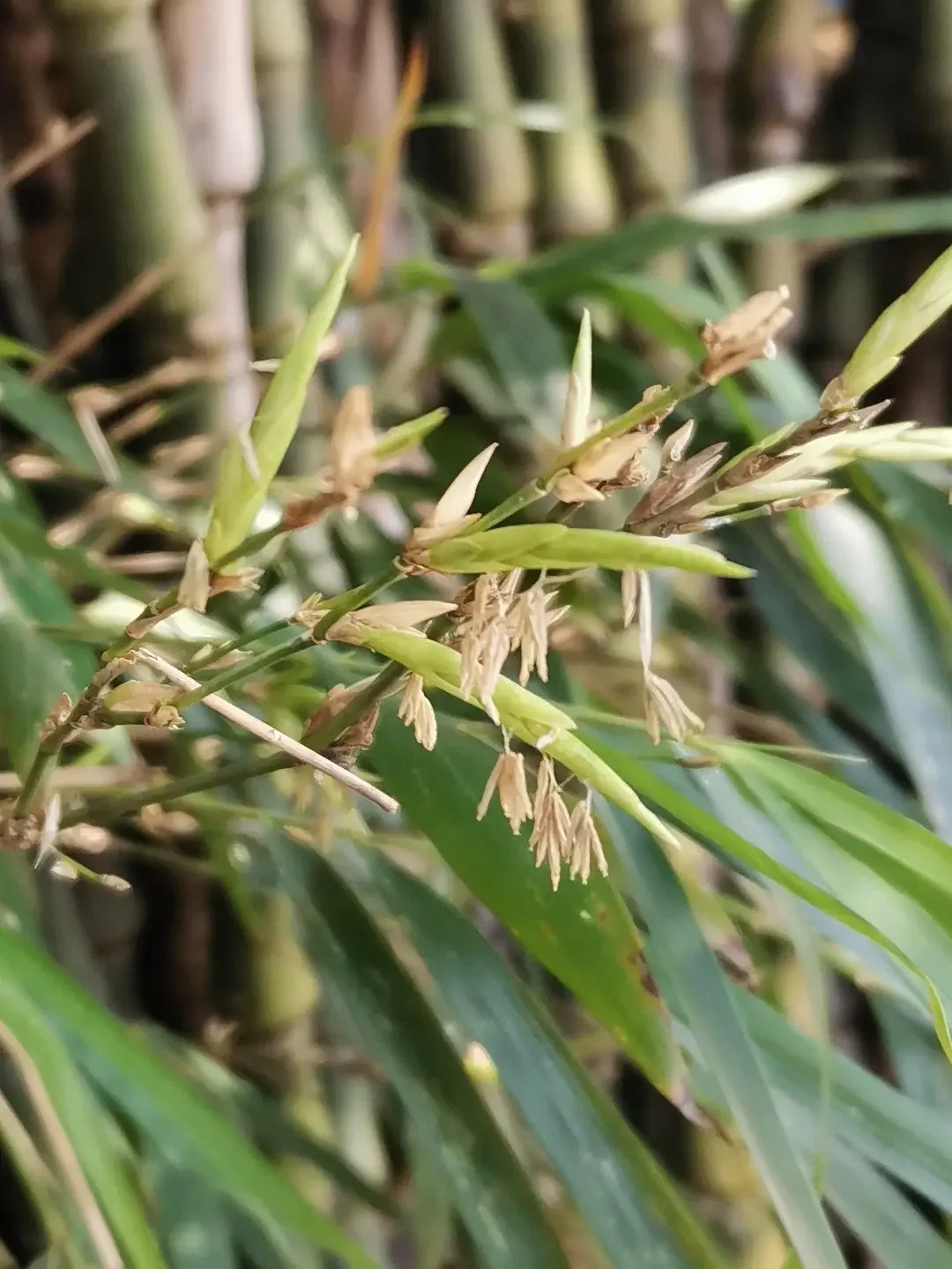  Một số người có thể không biết cây tre có thể nở hoa. Hoa tre trăm năm mới nở một lần. Một khi tre nở hoa có nghĩa là tre sẽ chết, điều này cũng sẽ ảnh hưởng đến vận may, tài lộc của gia đình.