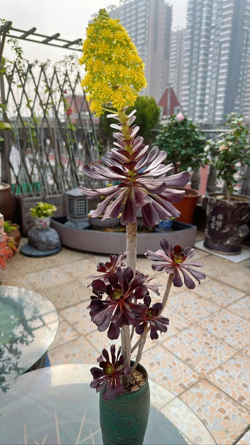  Một số loại hoa mọng nước cũng sẽ khiến cây mẹ bị chết, vì vậy việc ra hoa mọng nước không phải là một dấu hiệu tốt. Theo người xưa, điều này cũng là điều không may mắn đối với phong thủy gia đình.