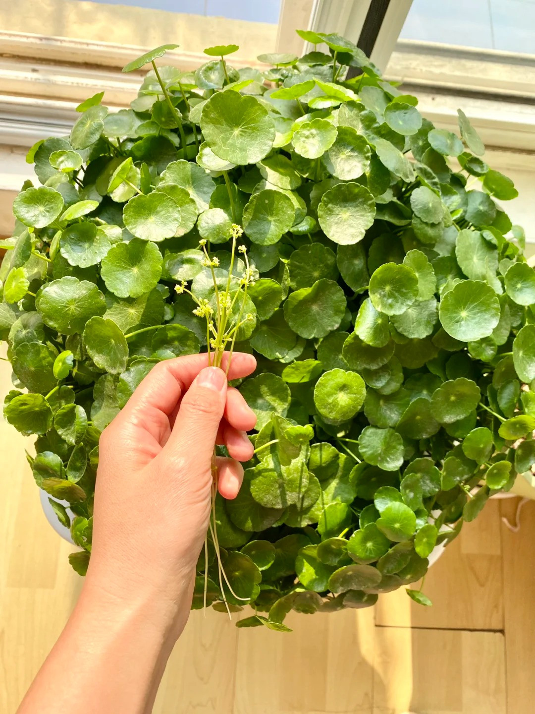 2. Người xưa nói: Cỏ tiền đồng nở hoa tài lộc bị ảnh hưởng. ‌Cỏ đồng tiền là cây cảnh có lá tròn, màu xanh giống như đồng tiền nên được đặt theo tên của nó. Theo người xưa, cây cảnh này cũng là điềm lành, vì lá tròn tượng trưng cho “phú quý nở hoa”, luôn xanh tốt, mơn mởn tượng trung cho sự sinh sôi, nảy nở, tài lộc thăng hoa. 