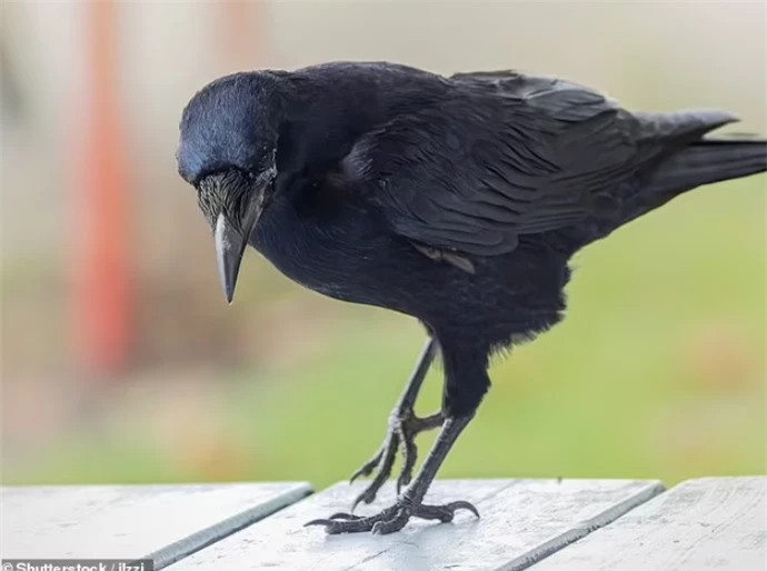 Một nghiên cứu mới cho thấy loài quạ có thể căm ghét những kẻ làm chúng tức giận hoặc đe dọa chúng tới 17 năm. Từ lâu, loài chim này đã được coi là loài thông minh nhất trong các loài chim với khả năng nhận diện khuôn mặt rất giỏi.