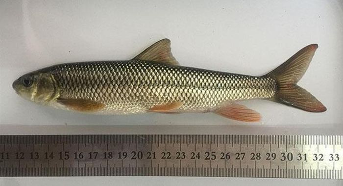 Sau khi được các chuyên gia cung cấp thông tin về tầm quan trọng của cá vây tia Scaphesthes macrolepis, người dân địa phương đã không còn bắt chúng để ăn. Nếu không có sự can thiệp kịp thời, loài cá này sẽ rơi vào cảnh cạn kiệt dẫn tới tuyệt chủng.