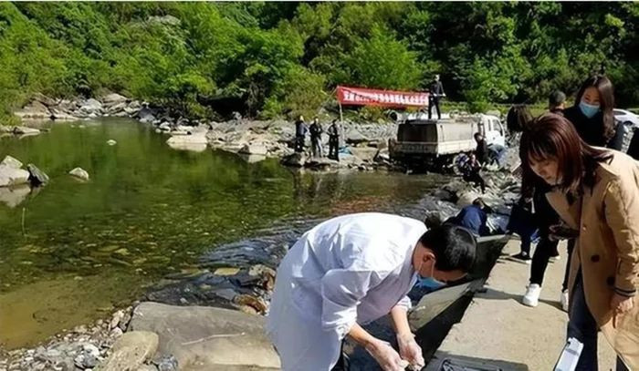 Chúng vào hang dịp cuối mùa thu, đẻ trứng ở vùng thượng lưu và sau đó chui ra khỏi hang vào tháng 4 năm sau. Thời điểm này cũng vô tình trùng với Tết Thanh minh nên mới dẫn tới cảnh tượng hàng chục nghìn con cá cùng lúc "phun ra" từ hang động, tạo nên cảnh tượng độc đáo.