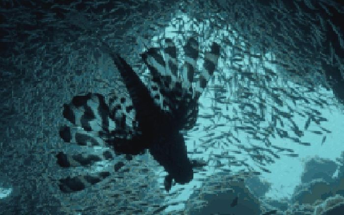 Chúng là loài cá vây tia ăn tạp, ăn ấu trùng thủy sinh, tảo và động vật không xương sống. Miệng của chúng có cấu trúc đặc biệt giúp chúng dễ dàng lấy tảo bám trên bề mặt đá.