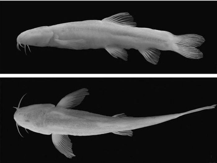 Những con cá vây tia Scaphesthes macrolepis đã chọn những hang động này làm nơi sinh sống của chúng.
