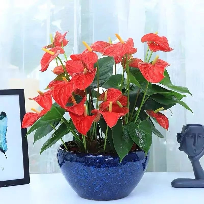  Cây cảnh hồng môn: Lá hồng môn màu xanh hình trái tim cũng tượng trưng cho tình yêu chân thành, bền lâu. Những chiếc mo hoa màu đỏ càng giống trái tim nồng ấm. 