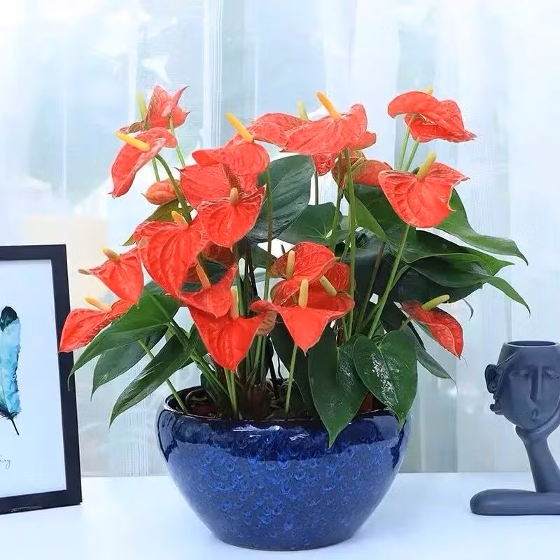  Cây cảnh hồng môn: Lá hồng môn màu xanh hình trái tim cũng tượng trưng cho tình yêu chân thành, bền lâu. Những chiếc mo hoa màu đỏ càng giống trái tim nồng ấm. 