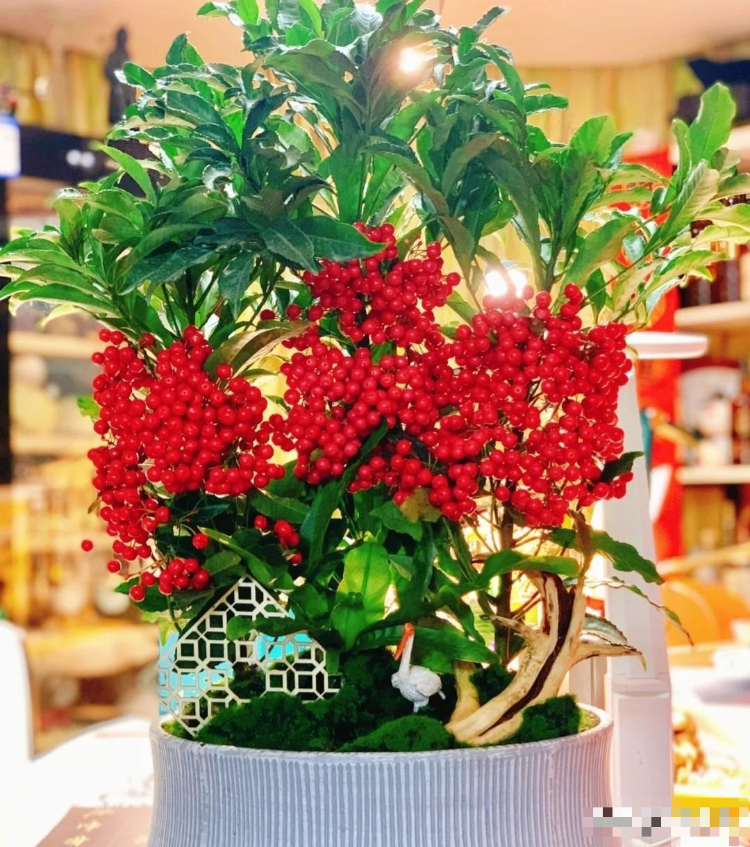  Cây cảnh kim ngân lượng: Kim ngân lượng là bụi nhỏ thường xanh thuộc chi Aureus trong họ Aureaceae. Nó có thời gian ra hoa dài, nở hoa từ tháng 6 đến tháng 7, quả chuyển từ xanh sang đỏ và tiếp tục kết trái trong hơn 10 tháng. 