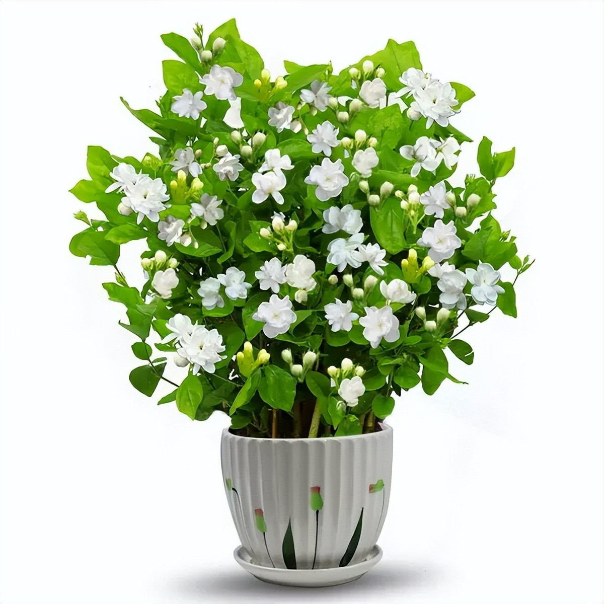  Hoa nhài: Hoa nhài là loài hoa chính vào mùa xuân hè. Nó có thời gian ra hoa dài, hương thơm tươi mát và thanh lịch. Hoa lài có nhiều loại, trong đó hoa lài kép thích hợp để pha trà, nấu canh. Jasmine ưa ánh sáng mạnh và thích hợp trồng ở môi trường nhiều nắng. Hoa nhài không chỉ có thể ngắm nhìn mà còn được dùng để pha trà, nấu canh. Nó có đặc điểm là tươi mát và sang trọng.