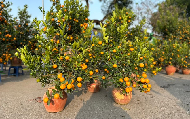 Sau khi quất kết trái, chúng có thể để được rất lâu và luôn mang lại cho con người cảm giác vui vẻ. Hoa của nó có màu trắng, đẹp và thơm khi nở. 