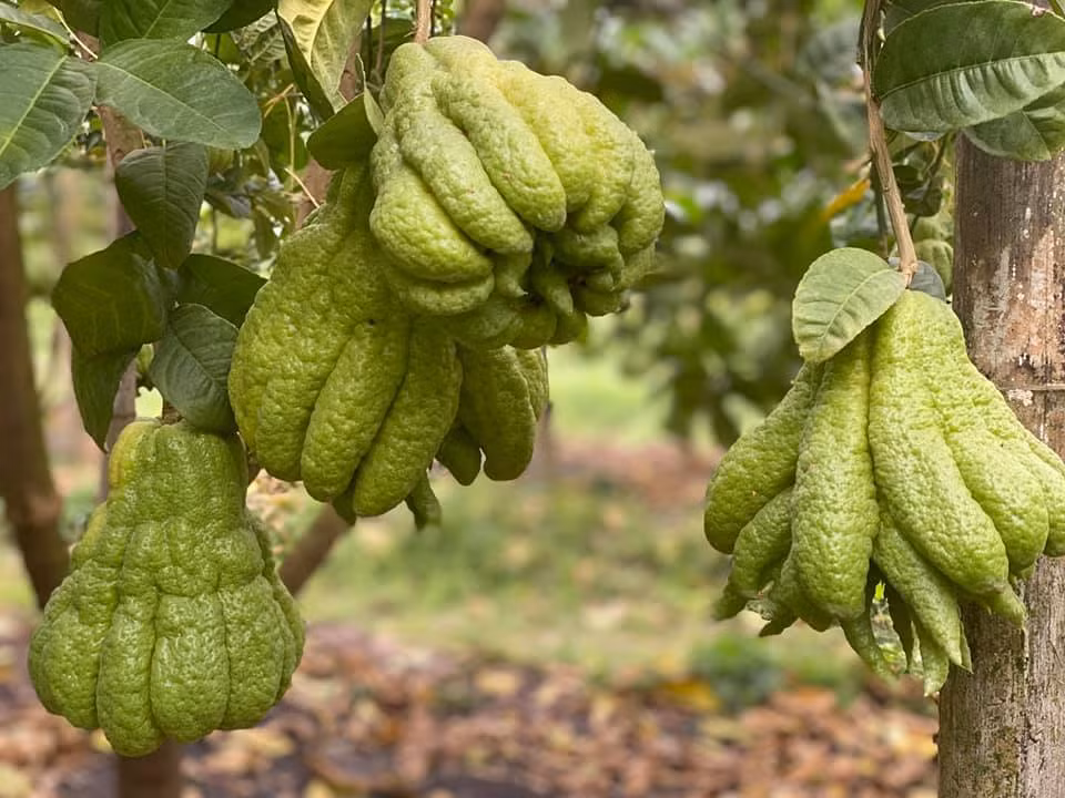  Cây cảnh phật thủ được xem như là biểu tượng của bàn tay phật, ôm ấp và bảo bọc họ tránh khỏi tà ma, mang lại may mắn, thuận lợi, như ý. Có thể nói, toàn thân cây cảnh phật thủ đều là bảo bối. Rễ, thân, lá, hoa và quả của nó có thể được sử dụng cho mục đích y học. 