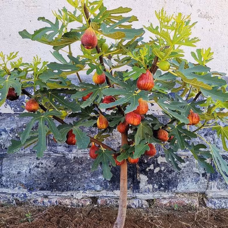  Ăn một ít thường xuyên sẽ rất bổ dưỡng. Ngoài ra, quả sung còn có tác dụng chữa chứng khó tiêu, chán ăn,… Có thể nói, nó không chỉ bồi bổ sức khỏe cho con người mà còn bảo vệ sức khỏe. 