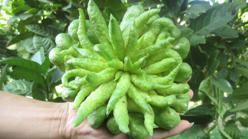  Khi nở hoa, hoa có màu trắng và thơm, tạo nên một cây hoa rất đẹp. Khi quả trưởng thành sẽ là một cây ăn quả đẹp khác, rất đẹp để trồng trong nhà. Sở dĩ nó được gọi là Phật thủ vì hình dáng quả giống như bàn tay chụm vào của Đức Phật. 