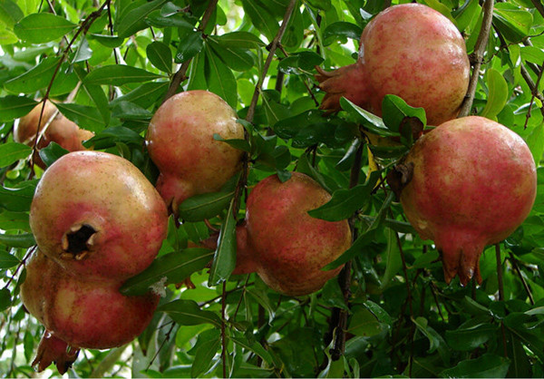 Đừng vứt vỏ lựu còn sót lại, vì sau khi phơi khô, chúng còn là một vị thuốc bắc tốt, có tác dụng xua đuổi côn trùng và cầm máu. Ngay cả hoa lựu cũng có nhiều công dụng như giảm sưng tấy, giải độc.