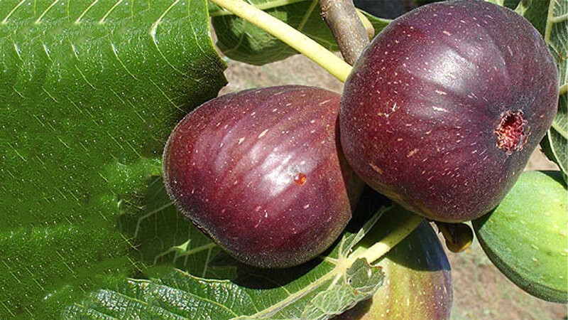 Cây cảnh này không chỉ dùng để trang trí, mà quả còn rất ngon, dẻo, thơm, có độ ngọt vừa miệng. Quả sung Mỹ còn được dùng để ủ làm nước uống tốt cho sức khỏe, giúp nhuận tràng, đào thải độc tố. Quả sung có vị ngọt, dẻo, có thể nói là có vị ngọt và giàu chất dinh dưỡng. 