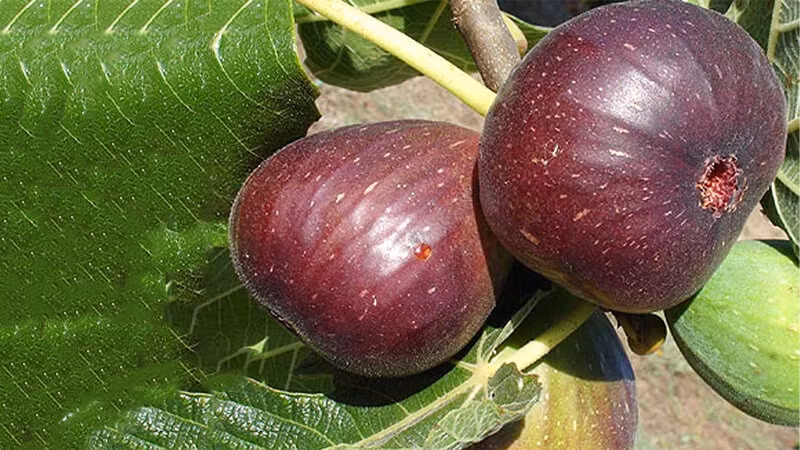 Cây cảnh này không chỉ dùng để trang trí, mà quả còn rất ngon, dẻo, thơm, có độ ngọt vừa miệng. Quả sung Mỹ còn được dùng để ủ làm nước uống tốt cho sức khỏe, giúp nhuận tràng, đào thải độc tố. Quả sung có vị ngọt, dẻo, có thể nói là có vị ngọt và giàu chất dinh dưỡng. 