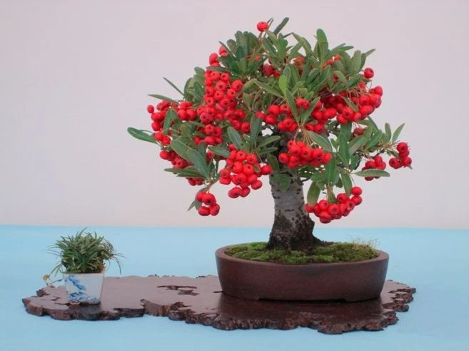  Có nhiều cách ăn táo gai, bạn có thể làm mứt táo gai, sốt táo gai, bánh táo gai, ép lấy nước, cắt lát phơi khô để pha trà... Mẹo chăm sóc: Táo gai ưa nắng và chịu bóng râm. Cây cảnh cũng chịu lạnh và chịu hạn nhưng không chịu được úng nên hãy nhớ không tưới quá nhiều.