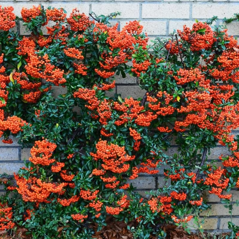  Táo gai đặc biệt giàu chất dinh dưỡng và chứa nhiều vitamin như vitamin A, vitamin C và chất xơ. Quả của nó có thể chữa bệnh tích tụ thức ăn, và trà làm từ hoa cũng có thể làm giảm huyết áp. Có thể nói, vị chua ngọt cũng có thể chữa lành bệnh cho con người. 