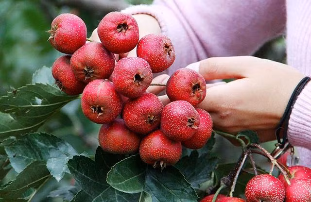  Các nghiên cứu cho thấy, táo gai không phải cây cảnh bình thường mà là loài cây đặc trưng có tác dụng thanh lọc không khí. Nếu những người cây cảnh trồng táo gai trước cửa thì cây có thể phát triển rất mạnh mẽ. 