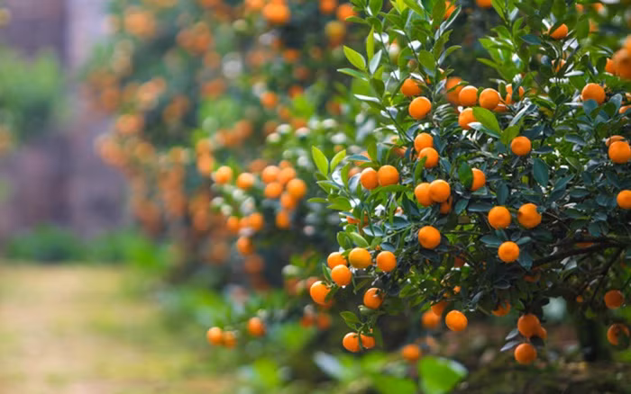  Quả quất chứa rất nhiều chất dinh dưỡng như vitamin A và C, có tác dụng hỗ trợ tiêu hóa và ngăn ngừa táo bón. Nó còn có tác dụng giảm ho rất tốt, có thể trì hoãn lão hóa và giúp con người khỏe mạnh hơn.