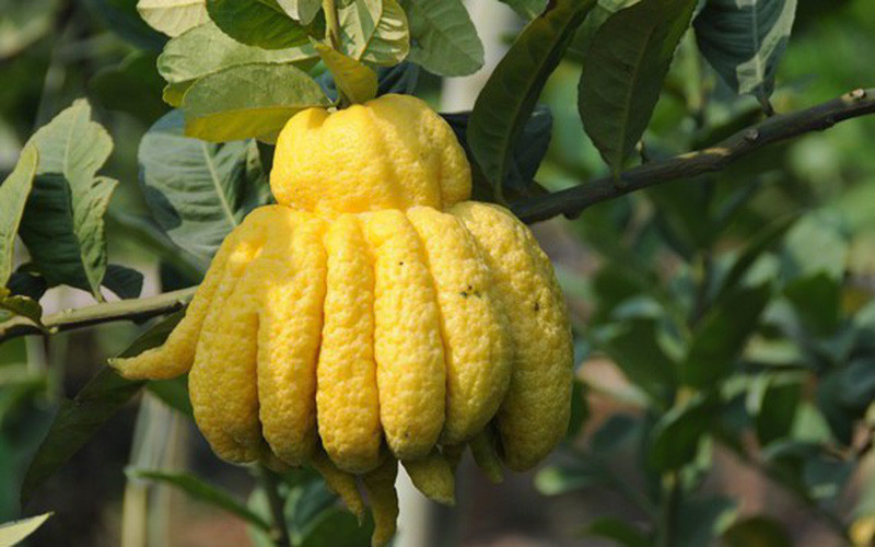  Rễ, thân và lá của cây phật thủ có tác dụng giảm đáng kể đối với bệnh viêm phế quản và hen suyễn. Thường dùng phật thủ cũng có thể kéo dài tuổi thọ.