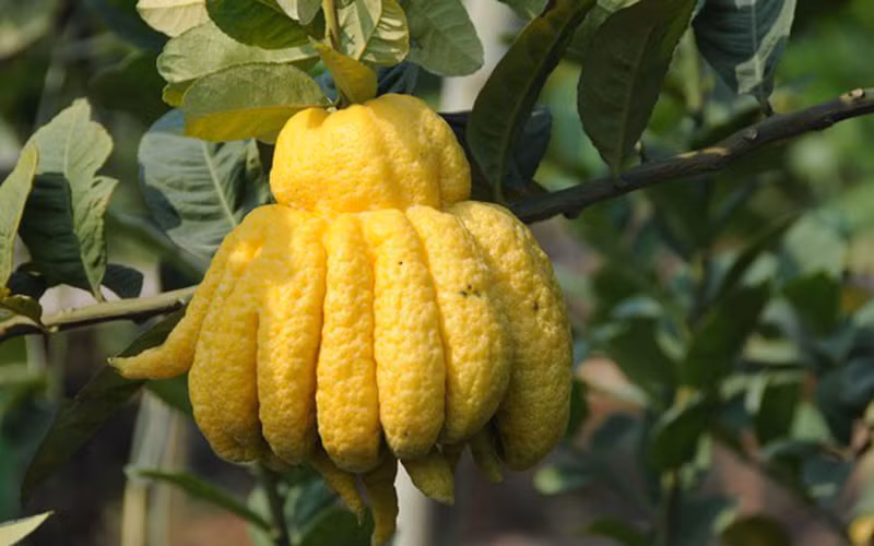  Rễ, thân và lá của cây phật thủ có tác dụng giảm đáng kể đối với bệnh viêm phế quản và hen suyễn. Thường dùng phật thủ cũng có thể kéo dài tuổi thọ.