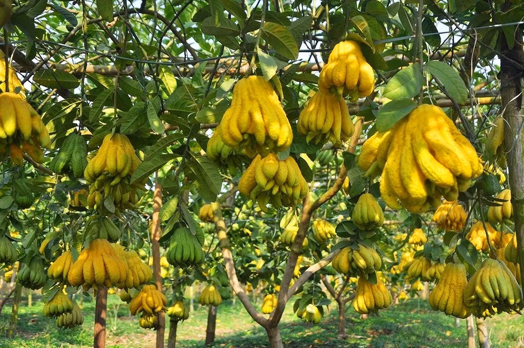  Trong tiếng Hán Việt, phật thủ cũng đồng âm với từ phước lành nên được xem là cây cảnh mang lại phúc lành viên mãn và trường thọ. Quả phật thủ có hương thơm thanh thoát, theo phong thủy, cây cảnh phật thủ có thể trừ tà, mang đến may mắn, tốt lành cho gia chủ, đón khách quý, mang đến tài lộc. 