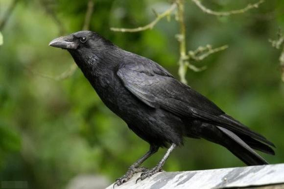 Sau khi đạt đỉnh vào năm 2013, số lượng tiếng kêu hung dữ bắt đầu giảm cho đến khi không còn tiếng kêu mắng nào được ghi nhận trong một lần đi bộ vào tháng 9 năm 2023 - 17 năm sau khi thí nghiệm bắt đầu.