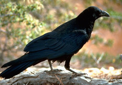 Các nghiên cứu trước đây cho thấy trí thông minh đáng chú ý của loài quạ bao gồm khả năng chế tạo công cụ và thậm chí đếm tới bốn.