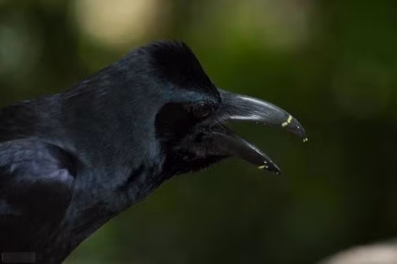 Riêng người dân sống tại đường Townley và Beauval ở khu vực sang trọng Dulwich, phía đông nam London đã báo cáo về một loạt vụ bị quạ tấn công trong năm nay. Cư dân địa phương Alison Frean, 60 tuổi, nói với Mail Online: "Năm ngoái, tôi đã bị tấn công ba lần chỉ vì cố gắng ra khỏi xe. Thật là kinh hoàng.... Tôi đã cố gắng ra ngoài một lần nữa với mũ bảo hiểm xe đạp".