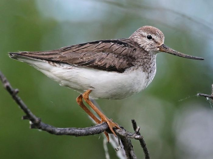 Choắt chân màng bé (Xenus cinereus) dài 22 - 25cm, là loài di cư, trú đông ven biển không phổ biến tại Đông Bắc, Trung, Nam Trung Bộ, tương đối phổ biến tại Nam Bộ. Chúng được ghi nhận ở bãi bùn, cát ngập triều, các sinh cảnh đất ngập nước ven biển.