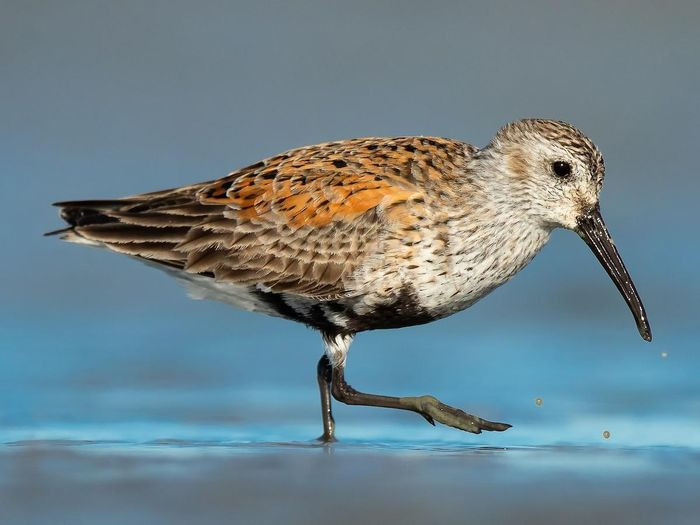 Rẽ trán trắng (Calidris alpina) dài 17 - 21cm, là loài di cư, trú đông tương đối phổ biến tại Đông Bắc, không phổ biến tại Trung Trung Bộ và Nam Bộ. Chúng sống ở bãi lầy ven biển, cồn cát, ao nuôi trồng thủy sản, dọc các sông lớn.