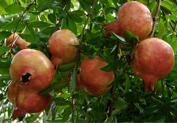  Cây lựu được cho là có khả năng giải quyết những luồng khí xấu xung quanh nó, bảo vệ ngôi nhà khỏi những linh hồn ma quỷ và đóng vai trò tích cực trong việc cải thiện phong thủy ngôi nhà.