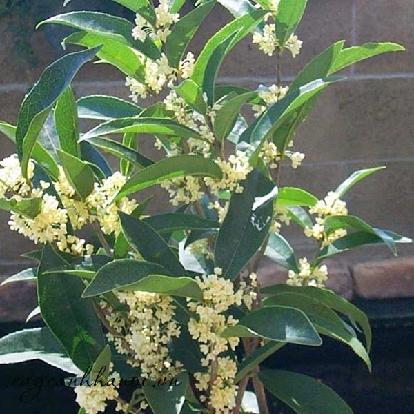 Đồng thời, cây cảnh này còn được coi là thần hộ mệnh của ngôi nhà, có thể bảo vệ sự an toàn cho gia đình và chống lại những tác động xấu của thế giới bên ngoài.