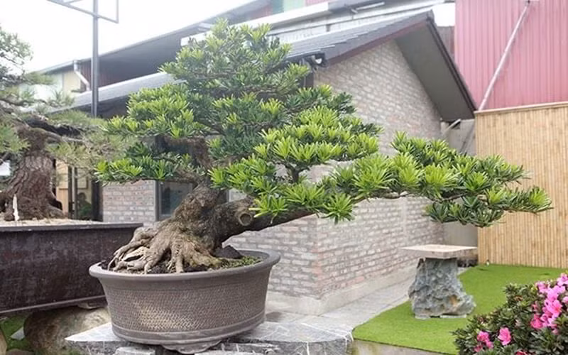  Theo người xưa, cây cảnh này tượng trưng cho niềm tin vững chắc nên người dân thường tin rằng loại cây này có thể mang lại phước lành, may mắn cho gia đình qua nhiều thế hệ.