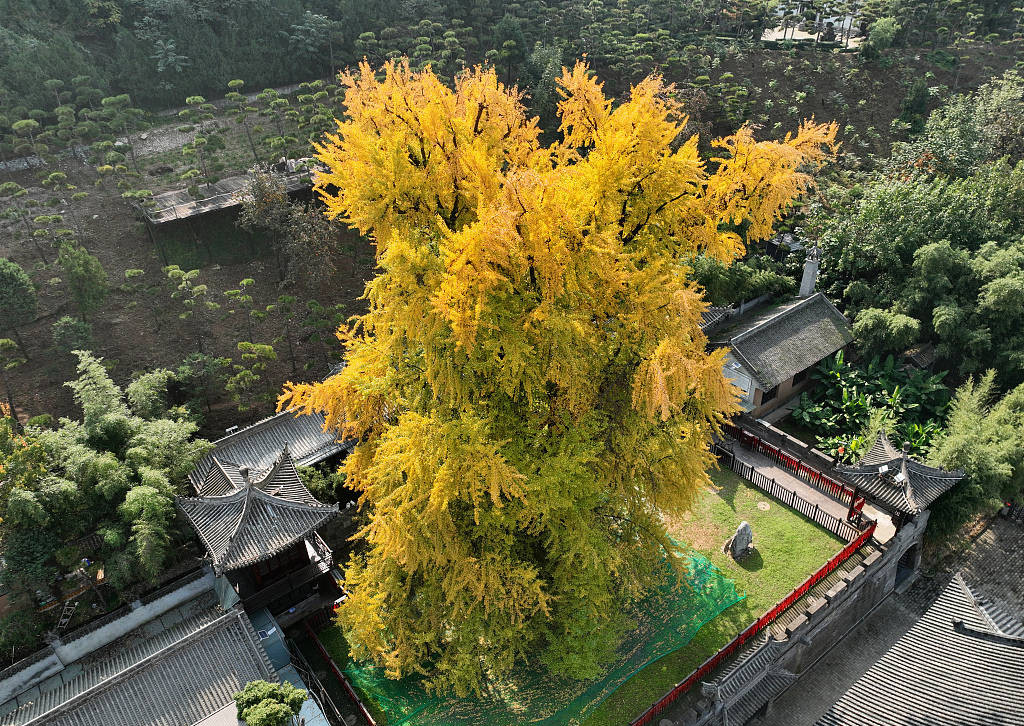 Hệ thống rễ sâu của cây bạch quả tượng trưng cho nền tảng vững chắc và công việc kinh doanh gia đình ổn định; lá của nó chuyển sang màu vàng vào mùa thu, tượng trưng cho mùa màng và sự giàu có. Vì vậy, trong bố cục phong thủy, cây bạch quả thường được dùng làm linh vật để thu hút sự giàu có.
