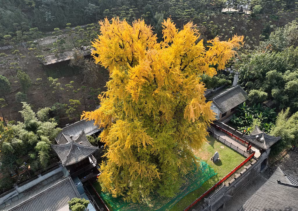 Hệ thống rễ sâu của cây bạch quả tượng trưng cho nền tảng vững chắc và công việc kinh doanh gia đình ổn định; lá của nó chuyển sang màu vàng vào mùa thu, tượng trưng cho mùa màng và sự giàu có. Vì vậy, trong bố cục phong thủy, cây bạch quả thường được dùng làm linh vật để thu hút sự giàu có.