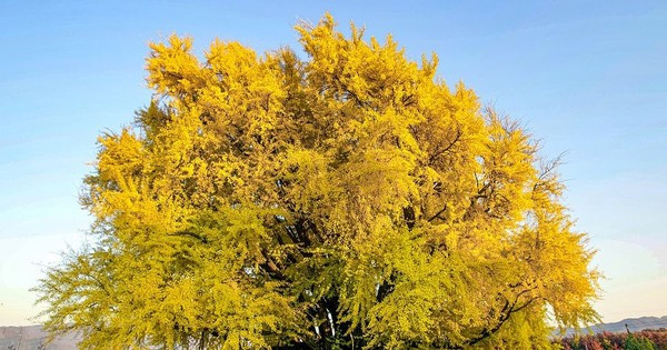  Trong phong thủy, cây bạch quả được coi là cây tâm linh có khả năng chống lại tà ác, thanh lọc không khí và thu thập năng lượng tích cực vì đặc điểm cao, thẳng và thường xanh.