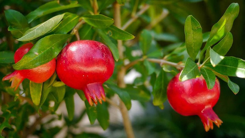 Cây lựu trồng trước cửa được cho là sẽ thu hút tài lộc, tăng vận may cho ngôi nhà được người xưa rất coi trọng. Theo nguyên tắc phong thủy, nơi tốt nhất để trồng cây lựu là ở hai bên cửa hoặc trong sân chứ không phải ở trung tâm, để tránh cản trở luồng không khí trong nhà. 